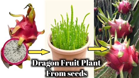 Dragon Fruit Plant Growth Stages