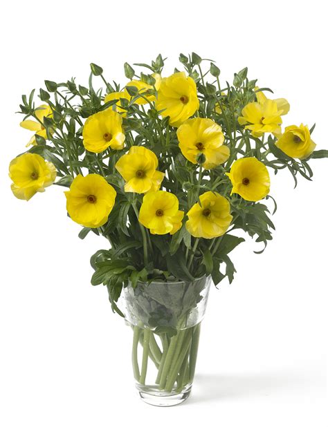 Ranunculus Butterfly™ Phytalos® – Monarch Flowers