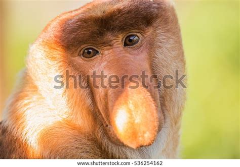 Portrait Fabulous Longnosed Monkey Borneo Malaysia Stock Photo (Edit Now) 536254162