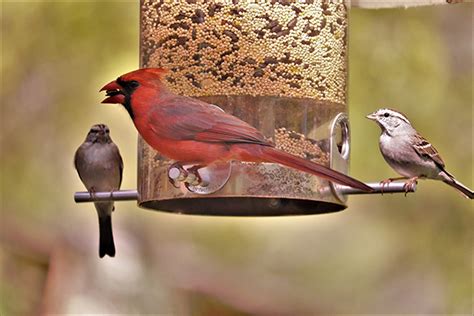 Bird Feeder cardinal 1_Web | Good Nature Travel Blog