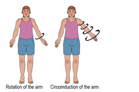 Six Main Joint Movement - Mammoth Memory definition - remember meaning