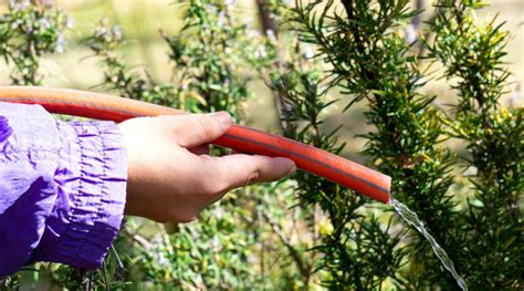 How Much and How Often Should You Water Rosemary?