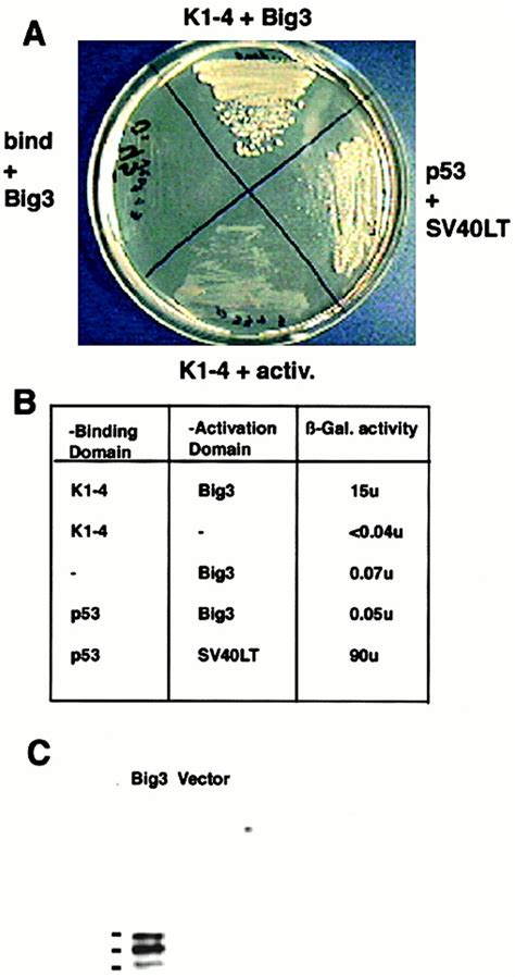 Yeast two-hybrid screening for angiostatin-binding proteins in a human... | Download Scientific ...