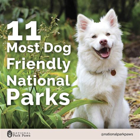 11 of the most dog friendly national parks in America | Dog friends, National parks, National ...