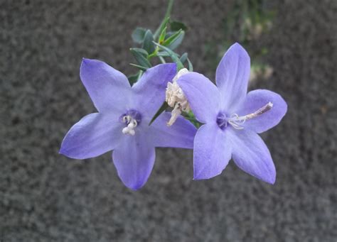 Estrella de belen | Su nombre científico es Campanula isopyp… | Flickr