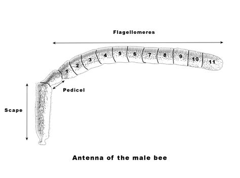 Bees Antenna – Ausemade