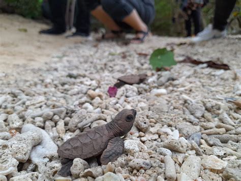 Aboitiz Cleanergy Park frees over 100 pawikan hatchlings