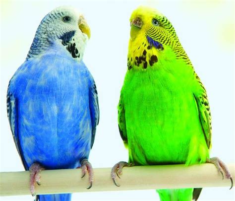 Parakeets offer companionship enjoyed by many