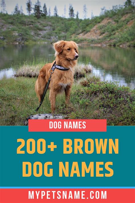 Brown Dog Names | Dog names, Brown dog names, Brown dog