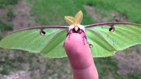 Actias Luna Moth - Green Lunar Moth - YouTube