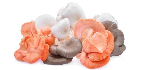 A Complete Guide To Oyster Mushrooms | GroCycle