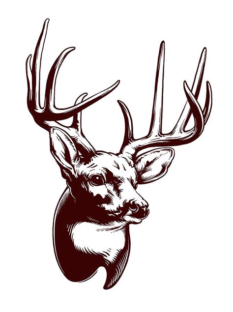 Whitetail Buck Drawing | Free download on ClipArtMag