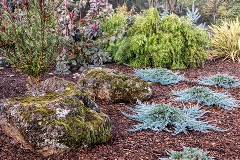 How to Choose, Plant and Grow Junipers | HGTV