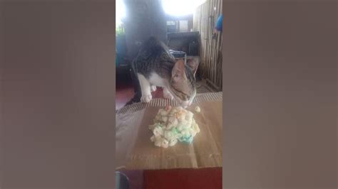 Cat eating macaroni salad - YouTube