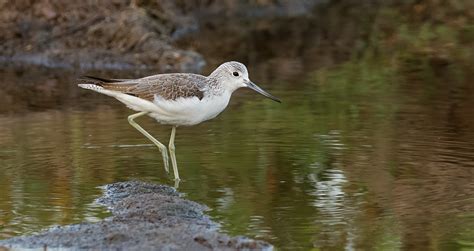 Common Greenshank | BirdForum