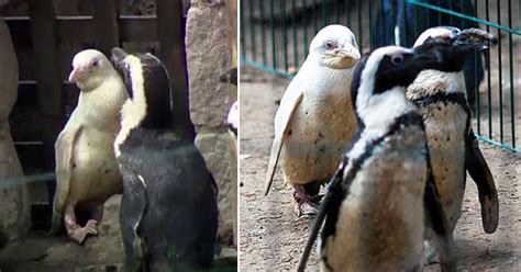 Heartwarming Video Of A Rare Albino Penguin At A Zoo In Poland - Small Joys