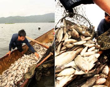 FIS - Companies & Products - Aquaculture causes massive fish kill in ...