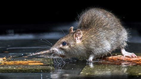 Norwegian Rats, Archaeologists, and Plagues of the Past | The Institute ...