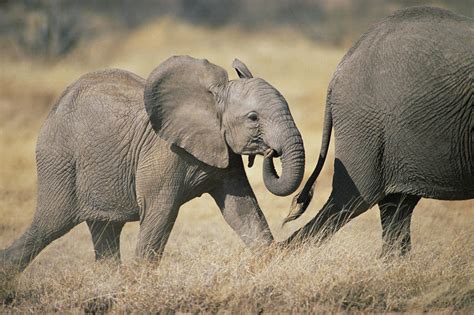 African Elephant Baby And Mother Photograph by Gerry Ellis - Pixels