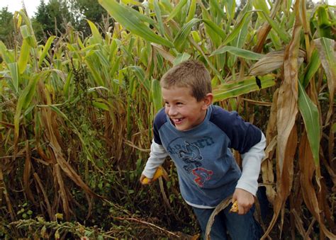 How to make a corn maze | Hello Homestead