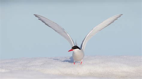 Arctic Tern | Audubon Field Guide