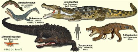 Image - CrocodylomorphModels.jpg | Dinosaur Wiki | FANDOM powered by Wikia