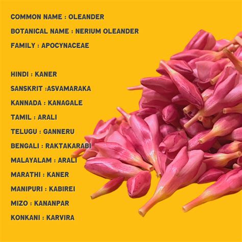 Kanagale flower in different languages in 2022 | Stuffed peppers ...