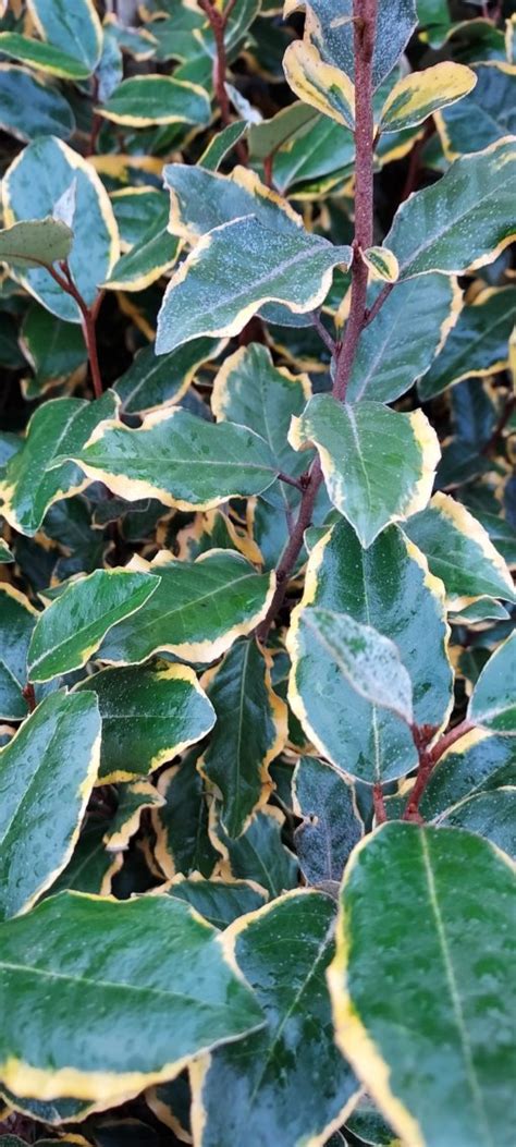 Elaeagnus "Gilt Edge" - Woodgrow Horticulture