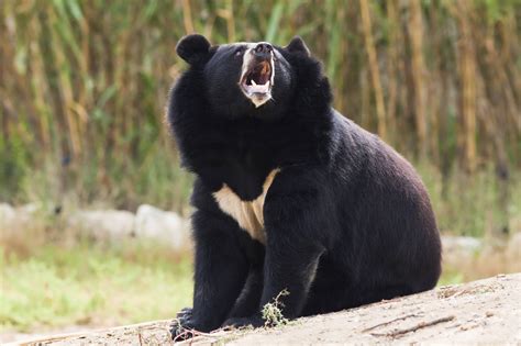 The Asiatic black bear, also known as moon bear, is the species most commonly farm to harvest ...