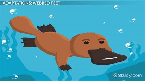 Platypus: Habitat & Adaptations - Video & Lesson Transcript | Study.com