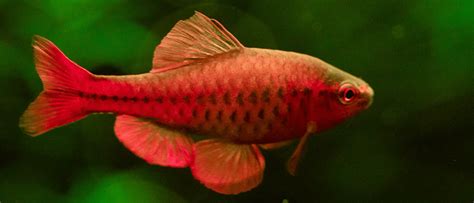 15 Best Tiger Barb Tank Mates - List of Compatible Species