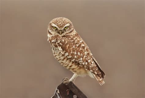 Burrowing Owl - BirdWatching