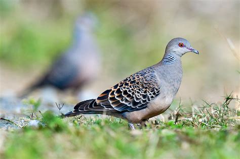 Oriental Turtle Dove Photos - Shanghai Birding 上海观鸟