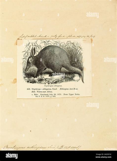 Orycteropus aethiopicus, Print, Orycteropus is a genus of mammals in ...