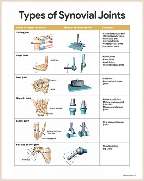 SKELETAL SYSTEM FUNCTIONS & STRUCTURES - PT Skills