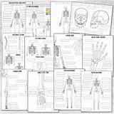 Skeletal System  Skeleton Coloring And Labeling Packet TPT sketch template