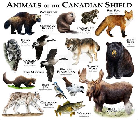 Wildlife of the Canadian Shield Poster Print - inkart