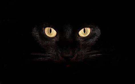 1080x1920px | free download | HD wallpaper: Black Cat, closeup, yellow, halloween, bright, dark ...