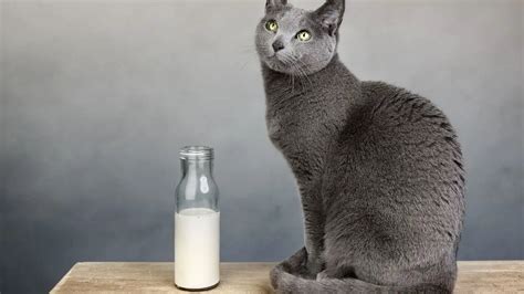 Cats and milk: Can cats drink milk? The Risks of milk for cats