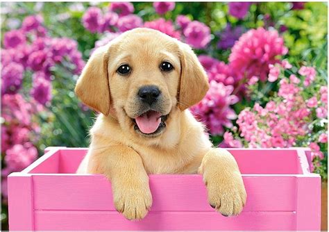 free download | Cute puppy, flower, box, pink, puppy, dog, animal, HD wallpaper | Peakpx