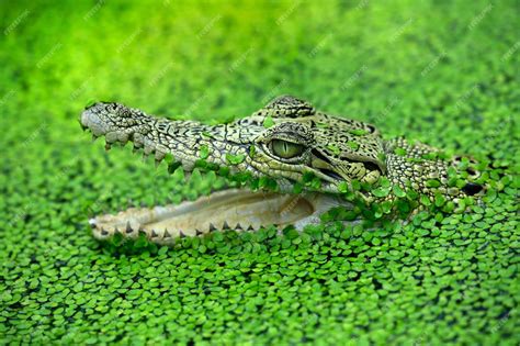 Premium Photo | Closeup of a formidable saltwater crocodile apex predator of the swamps