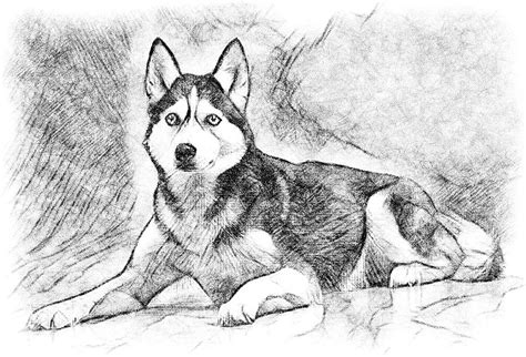 Husky Drawing | ubicaciondepersonas.cdmx.gob.mx