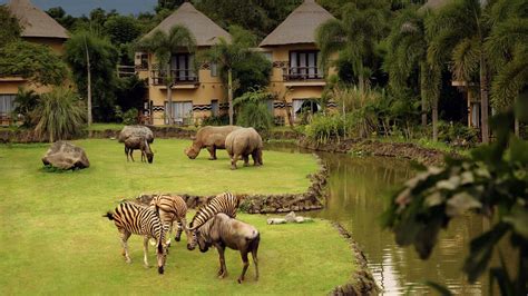 Official Website - Mara River Safari Lodge - Bali