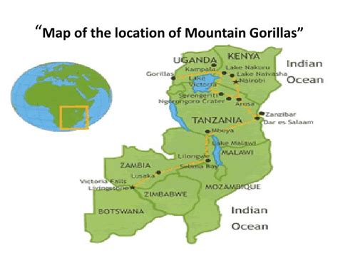 PPT - ∙Scientific Name: Gorilla beringei ∙Common Name: Mountain Gorilla ...