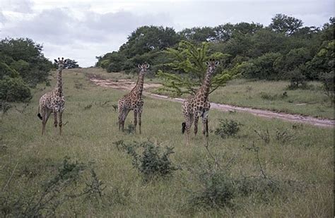 Giraffe In South Africa On Safari National Kruger Park Photo Background ...