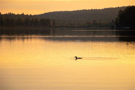 Loon at sunset. stock photo. Image of shots, black, canada - 39958238