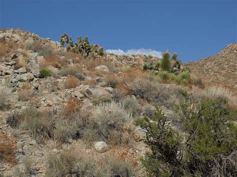 western Joshua tree, Yucca brevifolia | western Joshua tree,… | Flickr