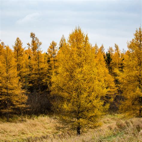 American Larch Tree – Northern Ridge Nursery