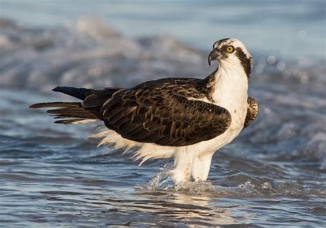 The Best Florida Birding Guide for Canadian Snowbirds!