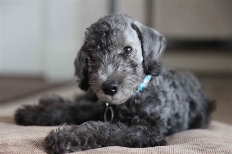 Bedlington Terrier Puppies - Why Its The Perfect Puppy To Adopt For ...